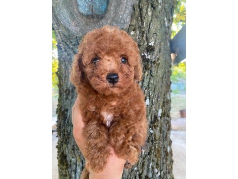 Toy poodle yavru