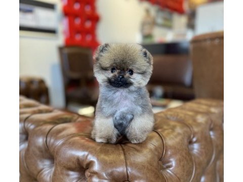 Mikro tea cup orange ayı surat pomeranian boo