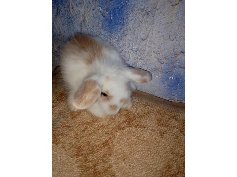 Hollanda teddy lop tavşan yavrular