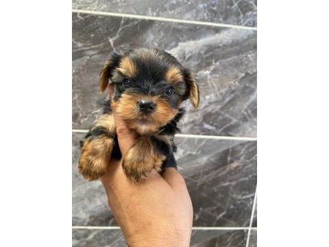 Teacup orjinal yorkshire terrier