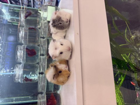 Ginepig yavruları citypetshop