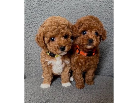 Kore kan poodle teacup