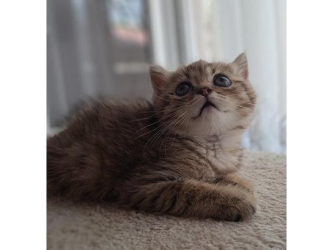 British shorthair black tabby