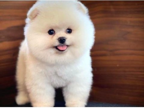 A kalite pomeranian boo yavrularımız (boş geçmeyin)
