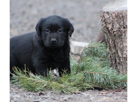 Safkan ırk garantili labrador retriever yavrular