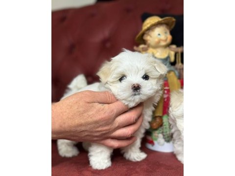 Tea cup maltese terrier yavrular ziyarete açık