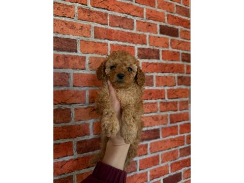Sevimli bebek köpekler yeni sahiplerini bekliyor