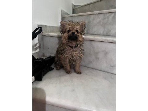 Sevimli pomeranian yavrular