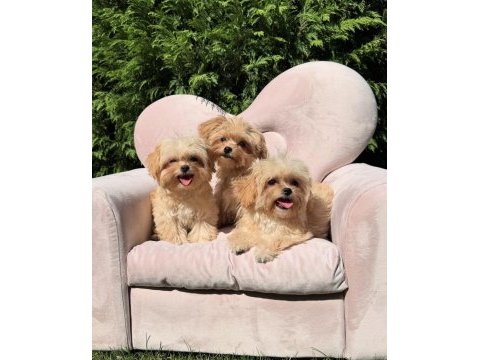 Mini maltipoo sevimli bebekler