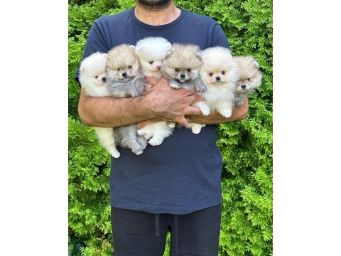 Pomeranian boo en uygun