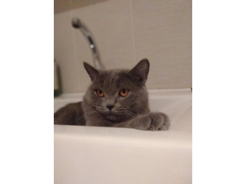 British shorthair erkek kedimize dişi eş arıyoruz