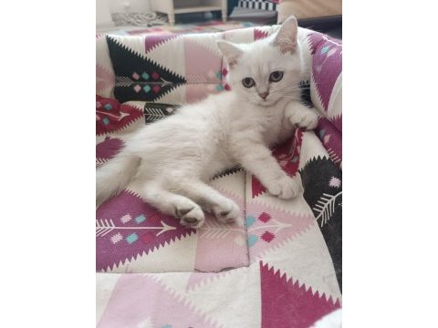 3 aylık bebek scottish fold