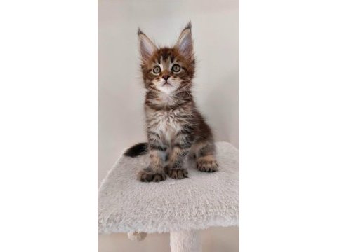 Full şecereli maine coon ünvanlı ebeveynlerden