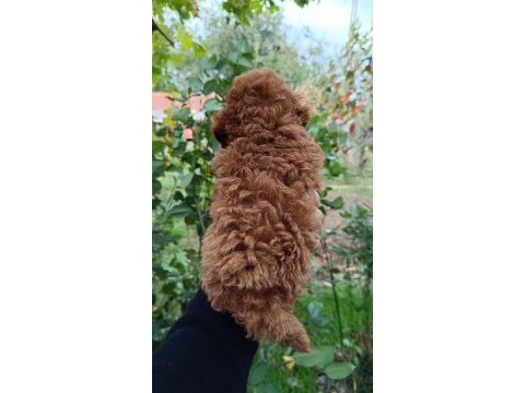 Irk ve sağlık garantili 10 numara poodle yavrular