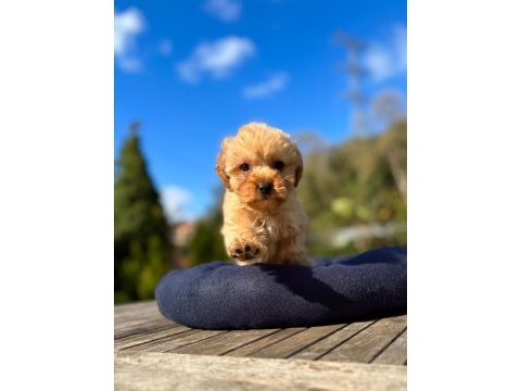 Mini maltipoo yavrularımız