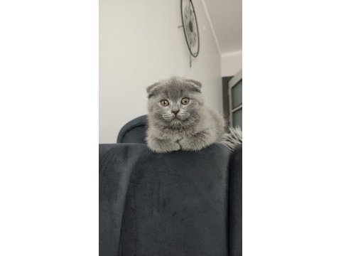 1 yaş ve 2 aylık kedilerimi sahiplendireceğim