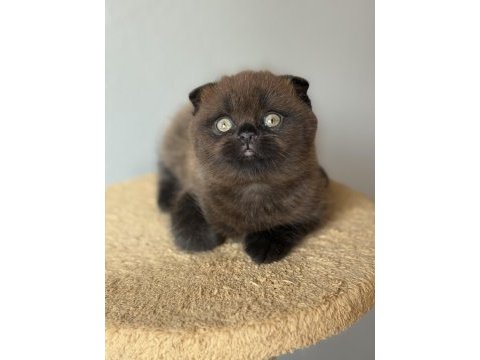 Scottish fold çikolata point