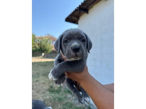 Safkan blue mavi göz cane corsolar