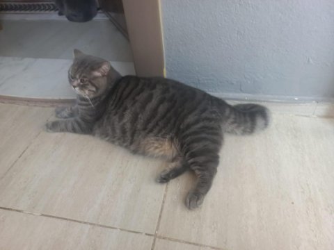 9 aylık erkek kedimiz