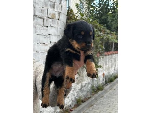 Macar kafa rottweiler