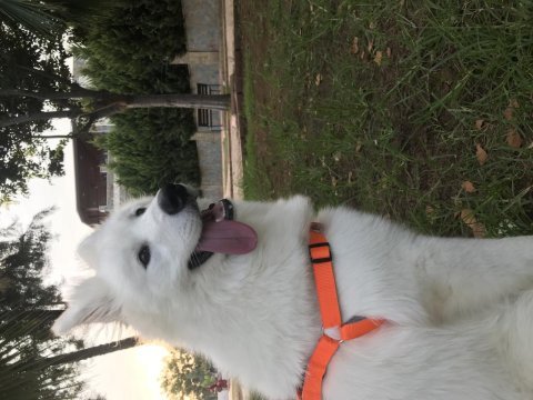 Erkek samoyed 1 yaşında