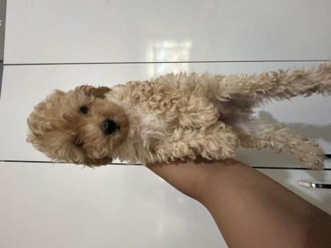 Maltipoo dişi erkek bebekler