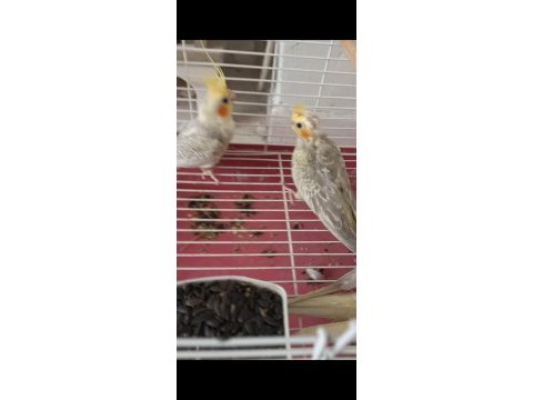Sultan papağanı yavruları