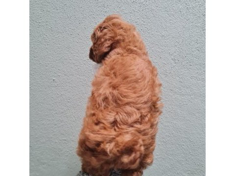 Toy poodle bebekler sun kennels üretim çiftliği