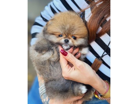 Pomeranian ayıcık yüz minyatür boyut