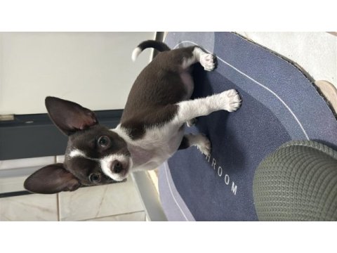 Şehir değişikliği nedeniyle köpeğimi vermek zorundayım