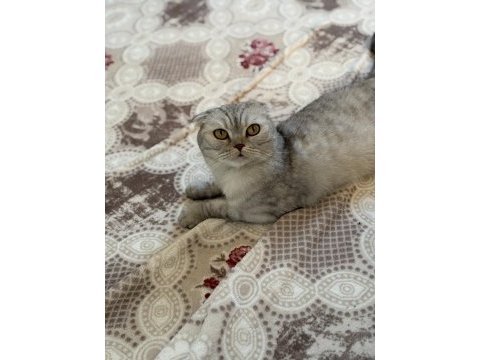 Akıllı kızımız çok tatlı sevecen kedimiz