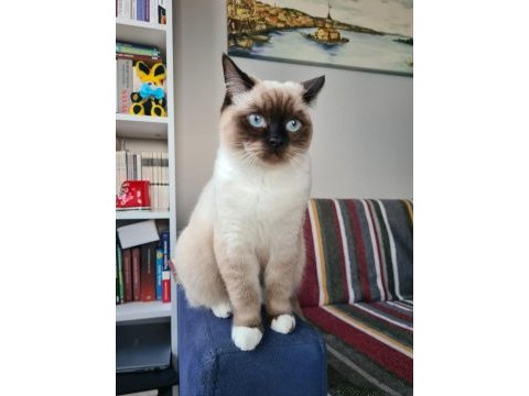Ücretsiz sahiplendirme british shorthair