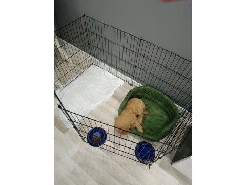 3 aylık toy poodle