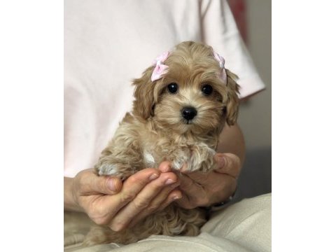 Güzeller güzeli maltipoo yavrularımız
