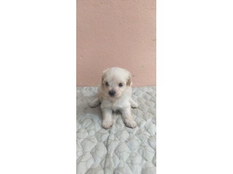 Maltipoo bebekler teslime hazır