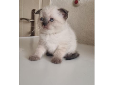 Mavi gözlü scottish fold yavrular
