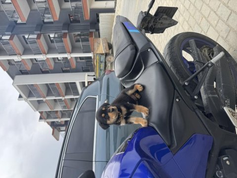 Rottweiler chivas yeni yuvasını arıyor
