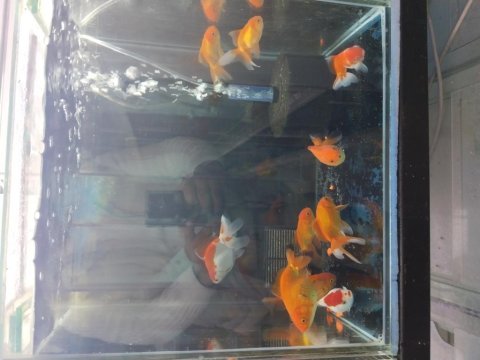 Boy boy oranda japon balığı