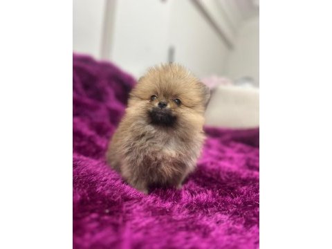 Show kalite şecereli anne baba pomeranian