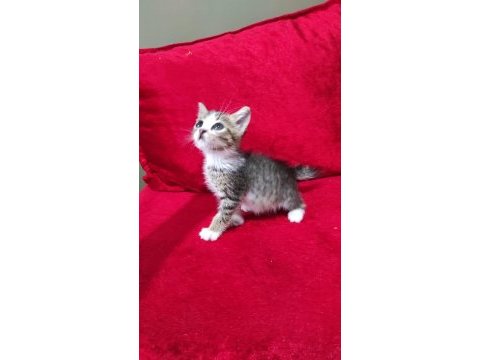 Tatlı bir yavru kedi