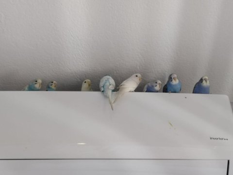 Muhabbet kuşu yavrularımıza yeni yuva