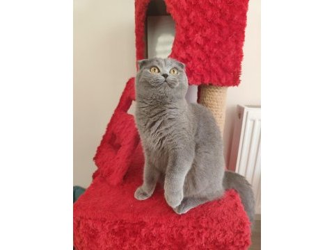 Ücretsiz scottish fold dişi