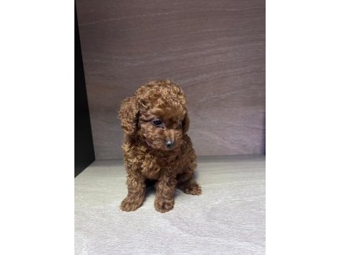 Kore 56 günlük toy poodle dişi ve erkek yuva arıyor