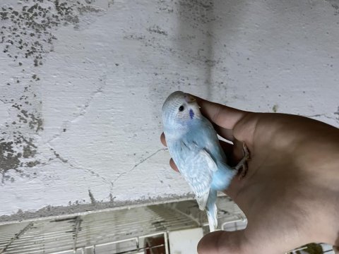 Yeni yeme düşmüş ele alıştırmalık muhabbet kuşu yavrular