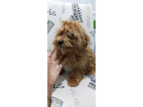 Yavru maltipoo yavrumuz