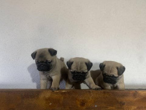 Pug yavrularımız