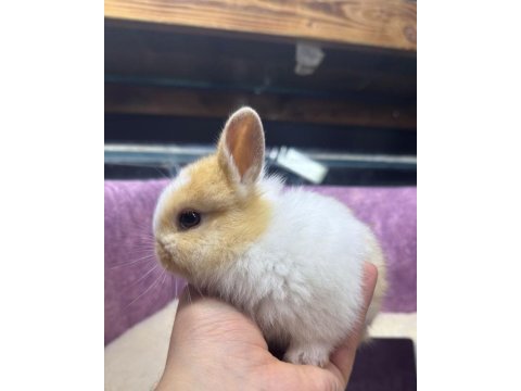 Cüce netherland dwarf tavşan yavrularımız