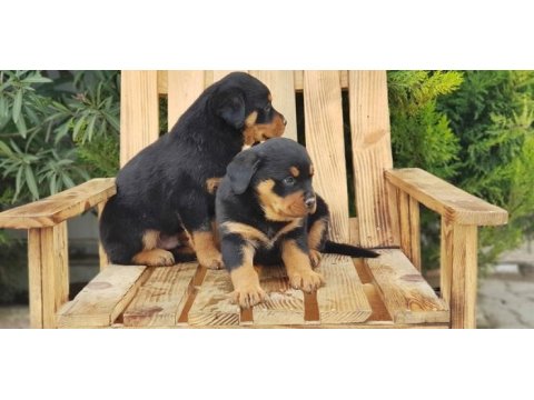Macar koca kafa rottweiler yavrular