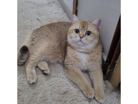 Güzel 1 kedidir bsh ny11 golden