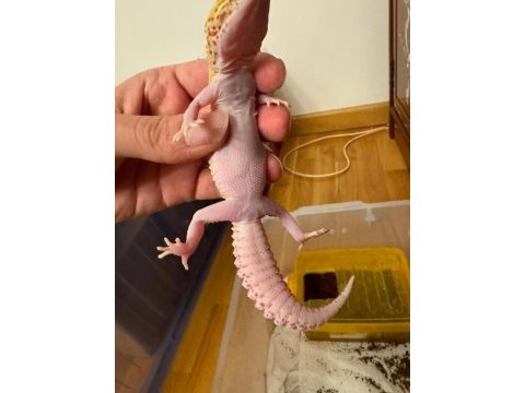 Gecko dişi kertenkele kırmızı gözlü